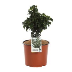ligustrum japonicum involutum ligustro