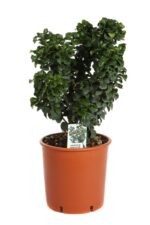 ligustrum japonicum involutum ligustro 3