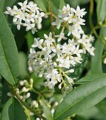 ligustrum japonicum ligustro 1