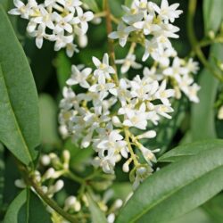 ligustrum japonicum ligustro 1