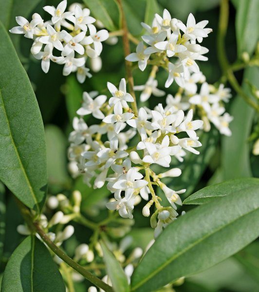 ligustrum japonicum ligustro 1 ligustrum japonicum ligustro 1