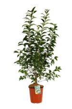 ligustrum japonicum ligustro