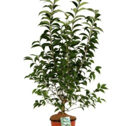 ligustrum japonicum ligustro
