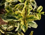 ligustrum japonicum tricolor innesto ligustro 1