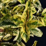 ligustrum japonicum tricolor innesto ligustro 1