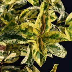 ligustrum japonicum tricolor innesto ligustro 1