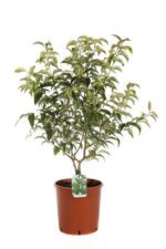 ligustrum japonicum tricolor innesto ligustro 3
