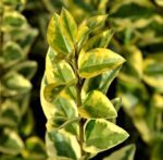 ligustrum ovalifolium aureum ligustro 1