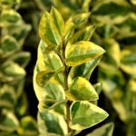 ligustrum ovalifolium aureum ligustro 1