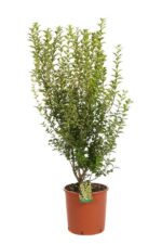 ligustrum ovalifolium aureum ligustro