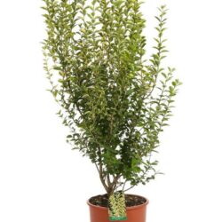 ligustrum ovalifolium aureum ligustro