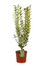 ligustrum ovalifolium aureum ligustro 3