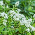 ligustrum ovalifolium ligustro 1
