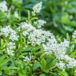 ligustrum ovalifolium ligustro 1