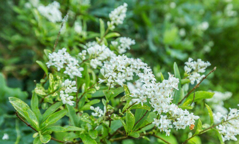 ligustrum ovalifolium ligustro 1 ligustrum ovalifolium ligustro 1