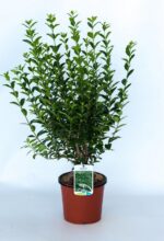 ligustrum ovalifolium ligustro