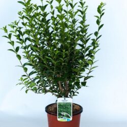 ligustrum ovalifolium ligustro
