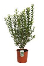 ligustrum ovalifolium ligustro 3