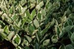 ligustrum texanum silver star variegato ligustro 1