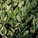 ligustrum texanum silver star variegato ligustro 1
