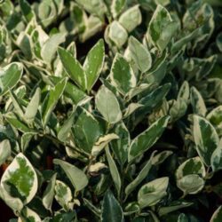 ligustrum texanum silver star variegato ligustro 1