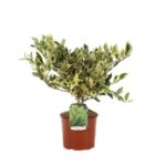 ligustrum texanum silver star variegato ligustro
