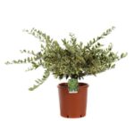 ligustrum texanum silver star variegato ligustro 3
