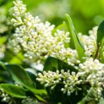 ligustrum texanum verde ligustro 1