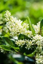 ligustrum texanum verde ligustro 1