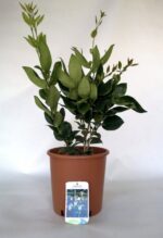 ligustrum texanum verde ligustro