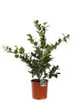 ligustrum texanum verde ligustro 3