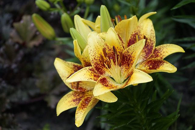lilium giglio apple pie 1 lilium giglio apple pie 1