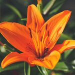 lilium giglio arancio 1