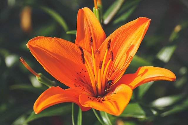 lilium giglio arancio 1 lilium giglio arancio 1