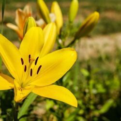 lilium giglio giallo 1