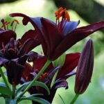 lilium giglio krimson black 1