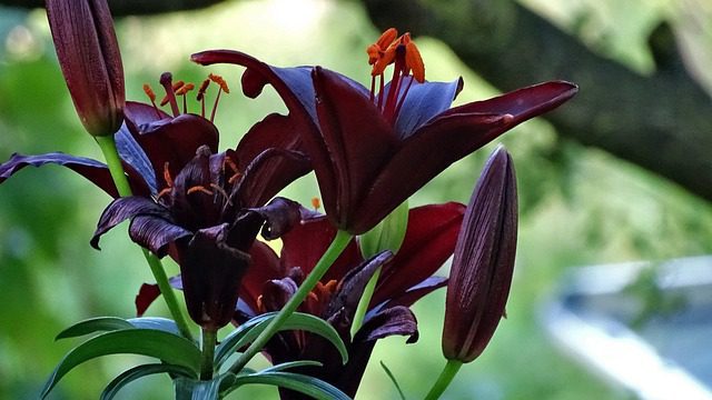 lilium giglio krimson black 1 lilium giglio krimson black 1