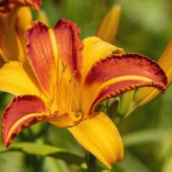 lilium giglio morgan 1