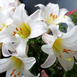lilium giglio penny 1