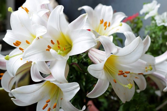 lilium giglio penny 1 lilium giglio penny 1
