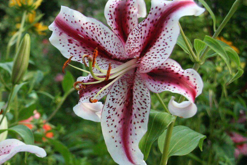 lilium giglio picasso 4 lilium giglio picasso 4