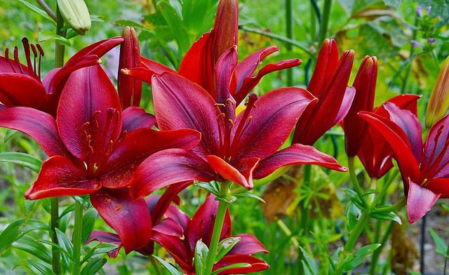 lilium giglio rosanne 1 lilium giglio rosanne 1