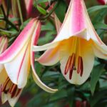 lilium giglio royal bell 1