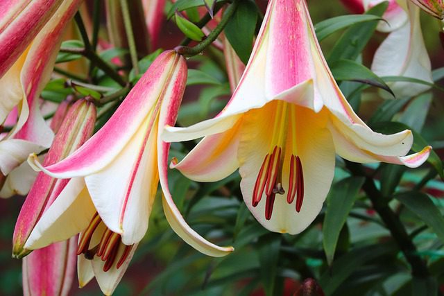 lilium giglio royal bell 1 lilium giglio royal bell 1