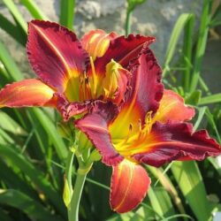 lilium giglio royal sun 2