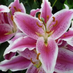 lilium giglio sophie 1