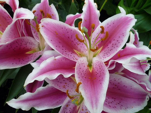 lilium giglio sophie 1 lilium giglio sophie 1
