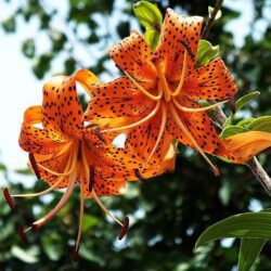 lilium giglio spider 1