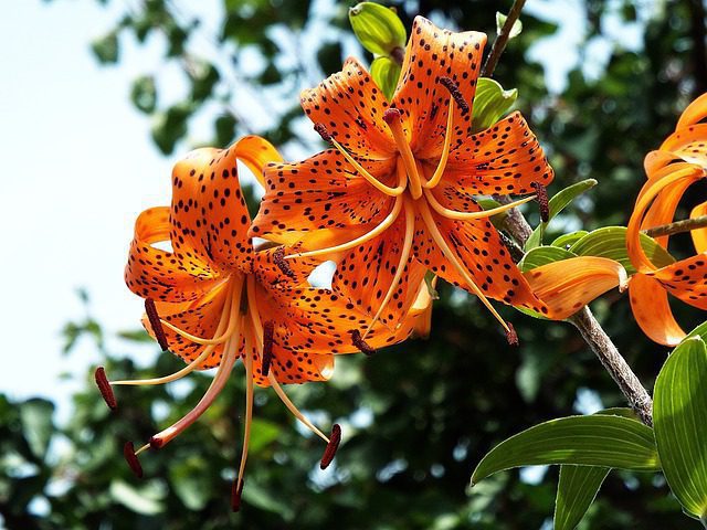 lilium giglio spider 1 lilium giglio spider 1