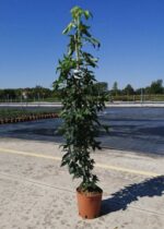liquidambar styraciflua slender silhouette 2 3